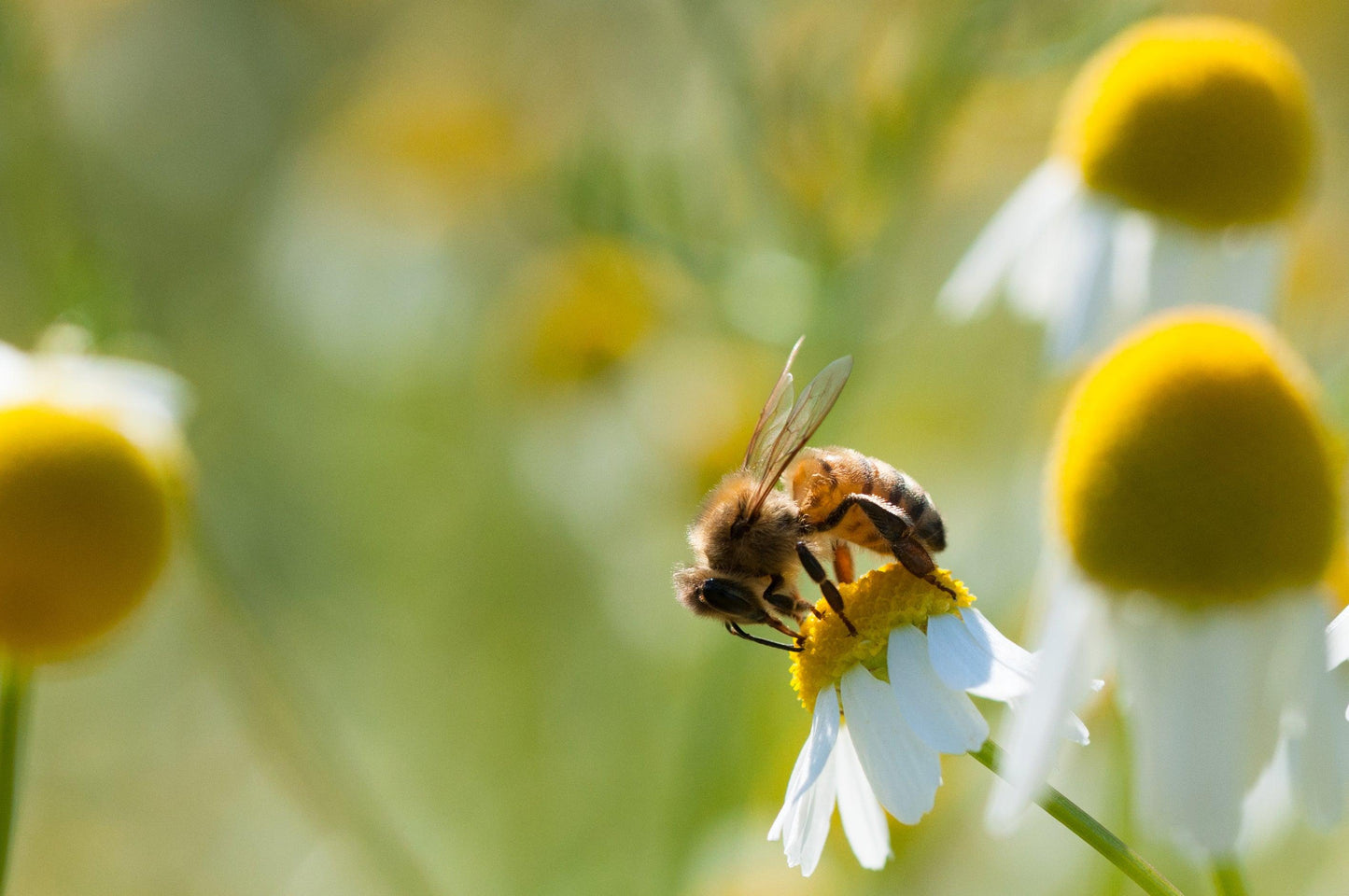 A Healthy Ecosystems and a rich Biodiversity. - Plantopia