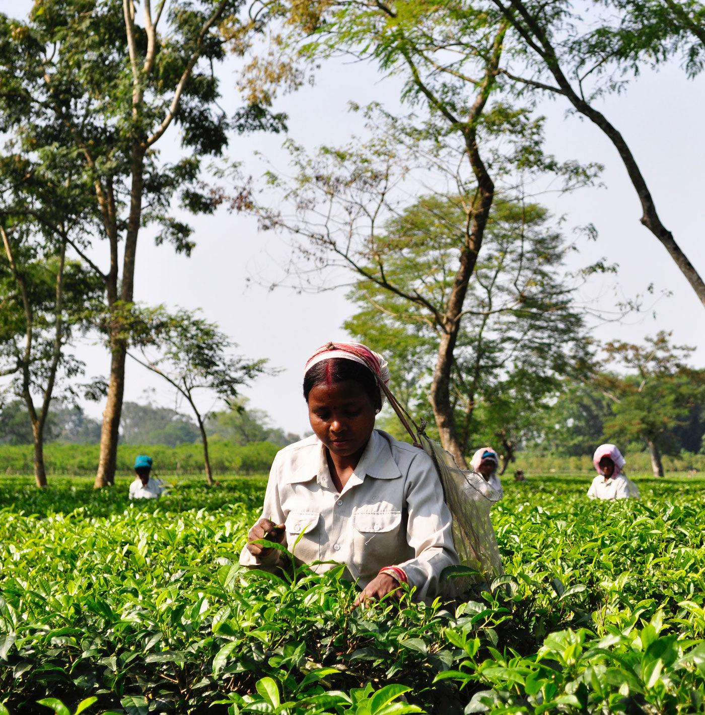 Plantopia Wellbeing Blog Sourcing The Sustainable Way Formulation Principles