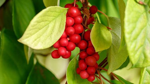 Plantopia Wellbeing Blog The Power Of Adaptogens