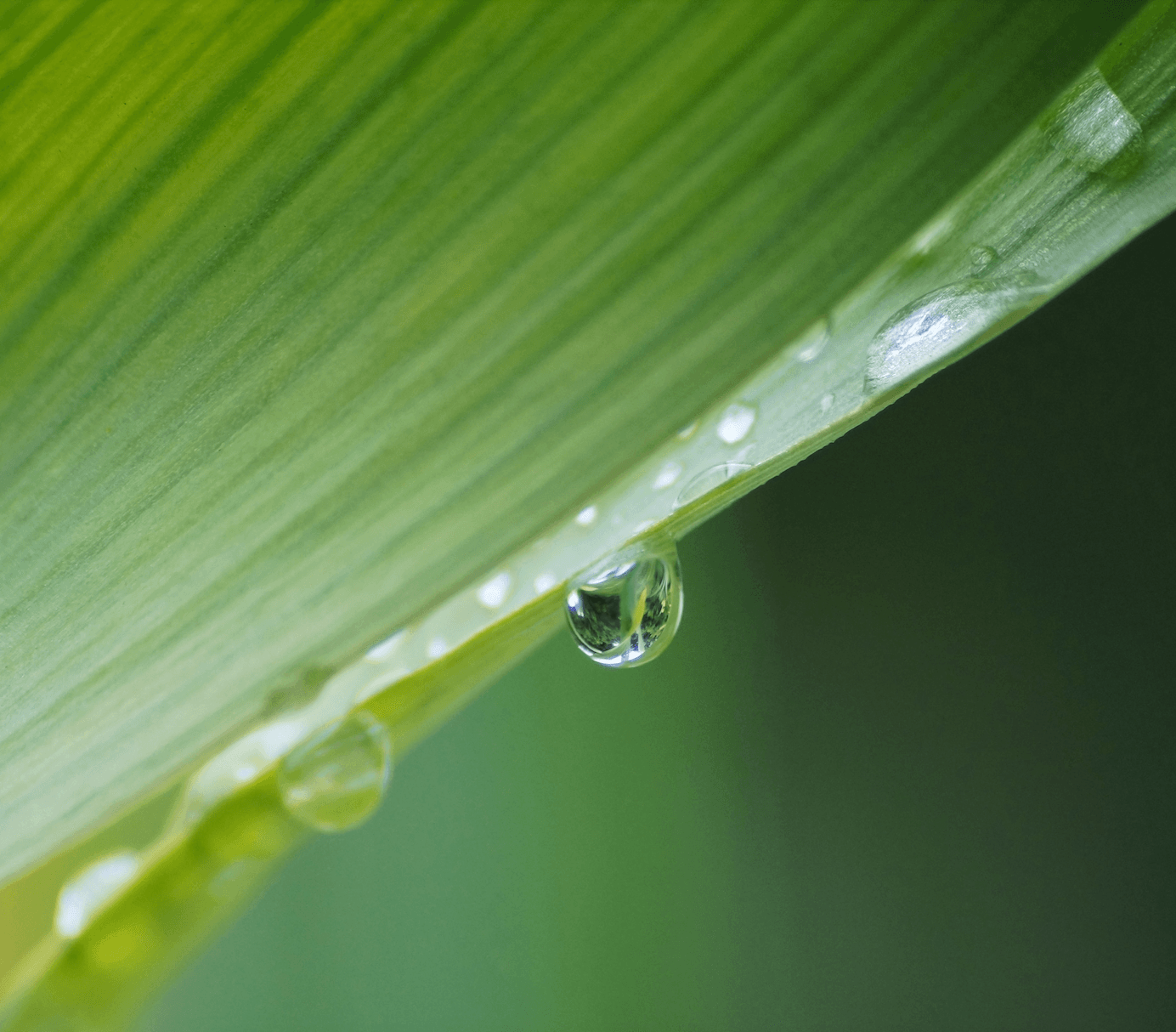 The Therapeutic Power Of Plants - Plantopia